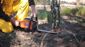 Why Choose Our Tree Removal Services in Bluff City, TN?